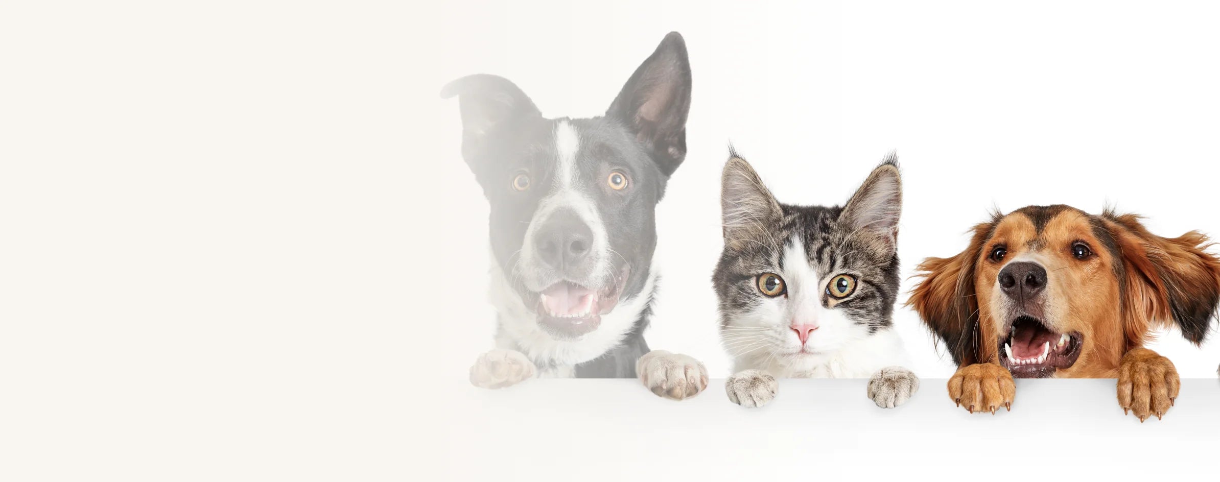 Nos produits chien et chat