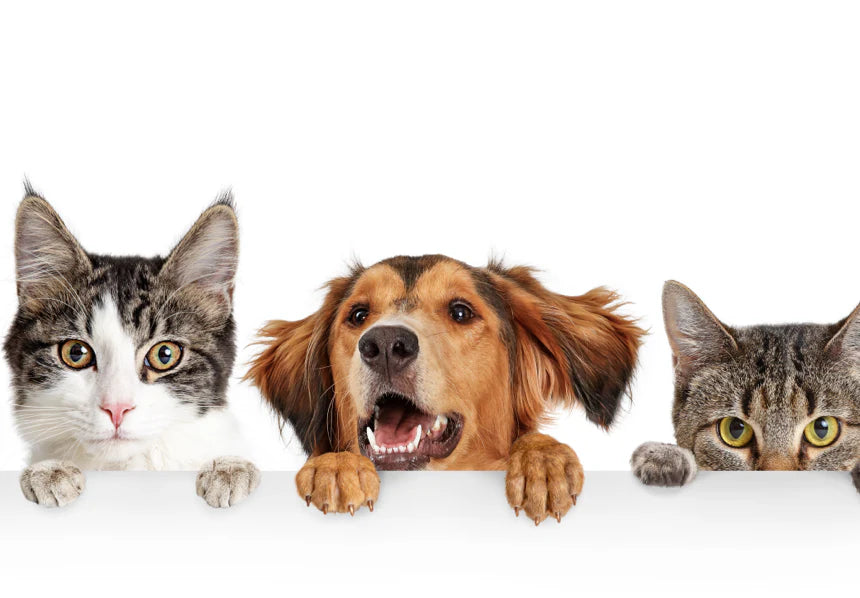 Nos produits chien et chat