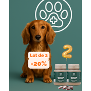 Articulation Renforcée : Complément alimentaire arthrose chien