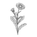 Calendula