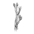 Bladderwrack