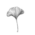 Gingko Biloba