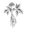 Ginseng panax