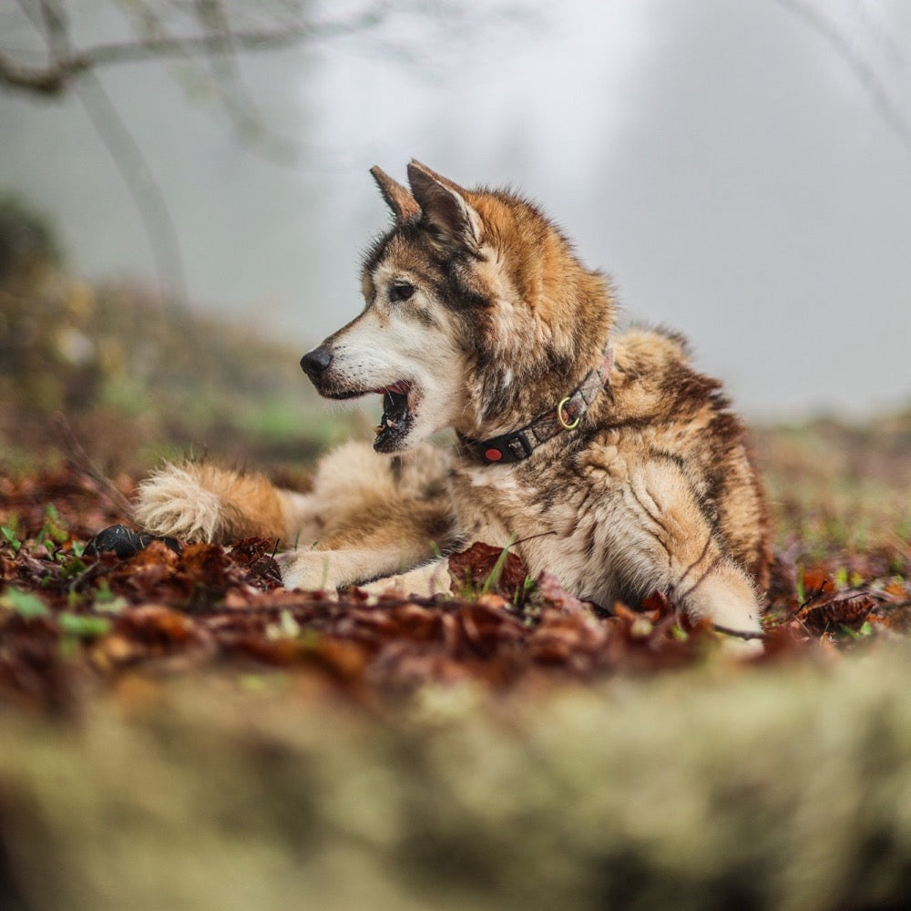 Chien senior couché dans les feuilles d’automne