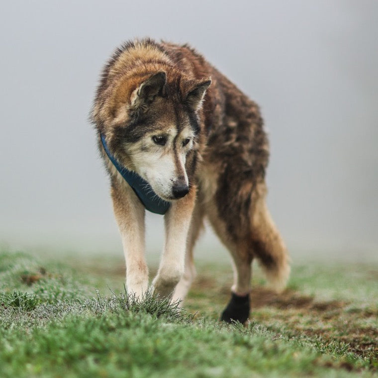 Chien senior de type nordique qui marche dans la brume