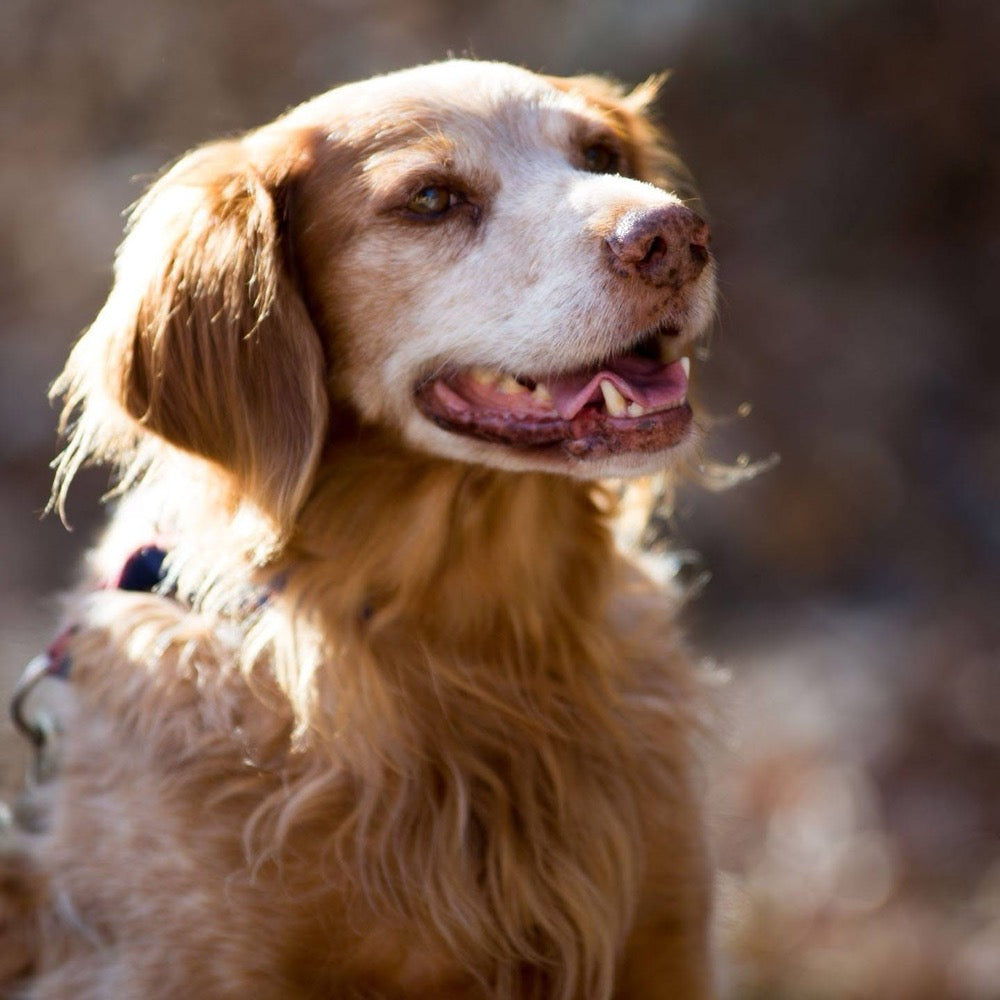 Chien senior au poil long et brillant