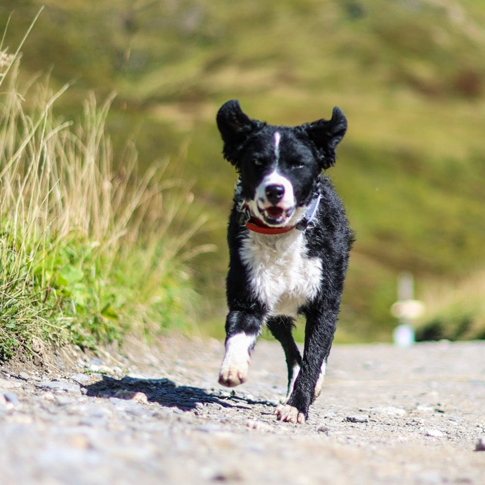 Jeune chien qui court sur un chemin de montagne