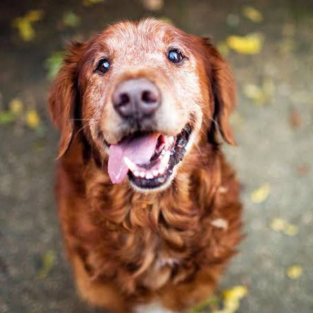 Golden retriever senior au museau blanchi