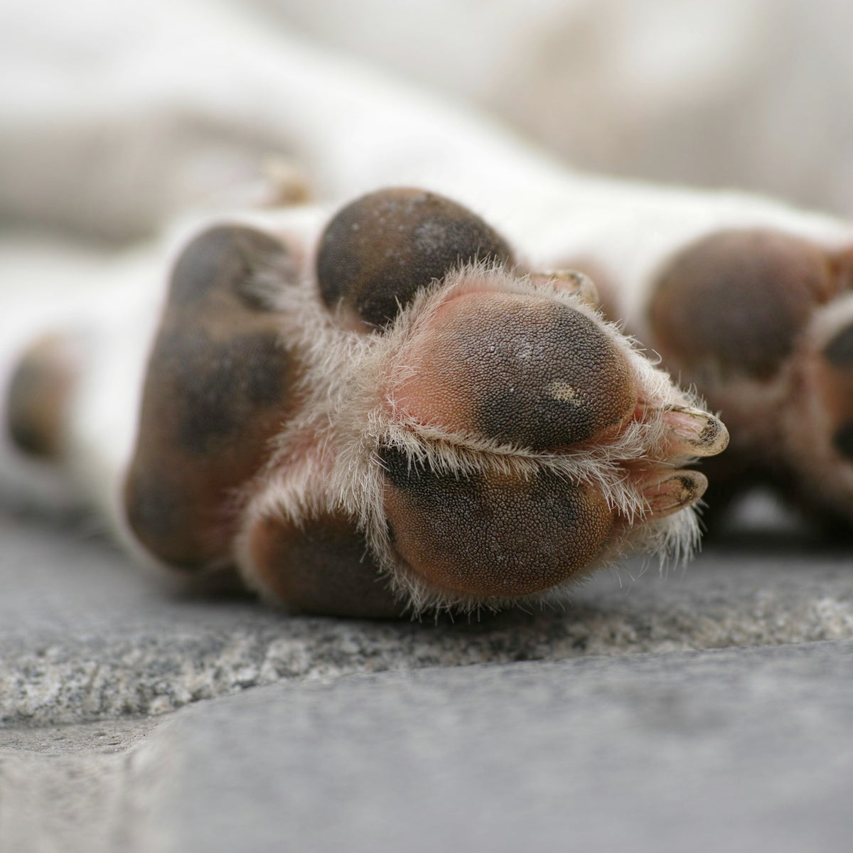 Coussinets de chien en gros plan