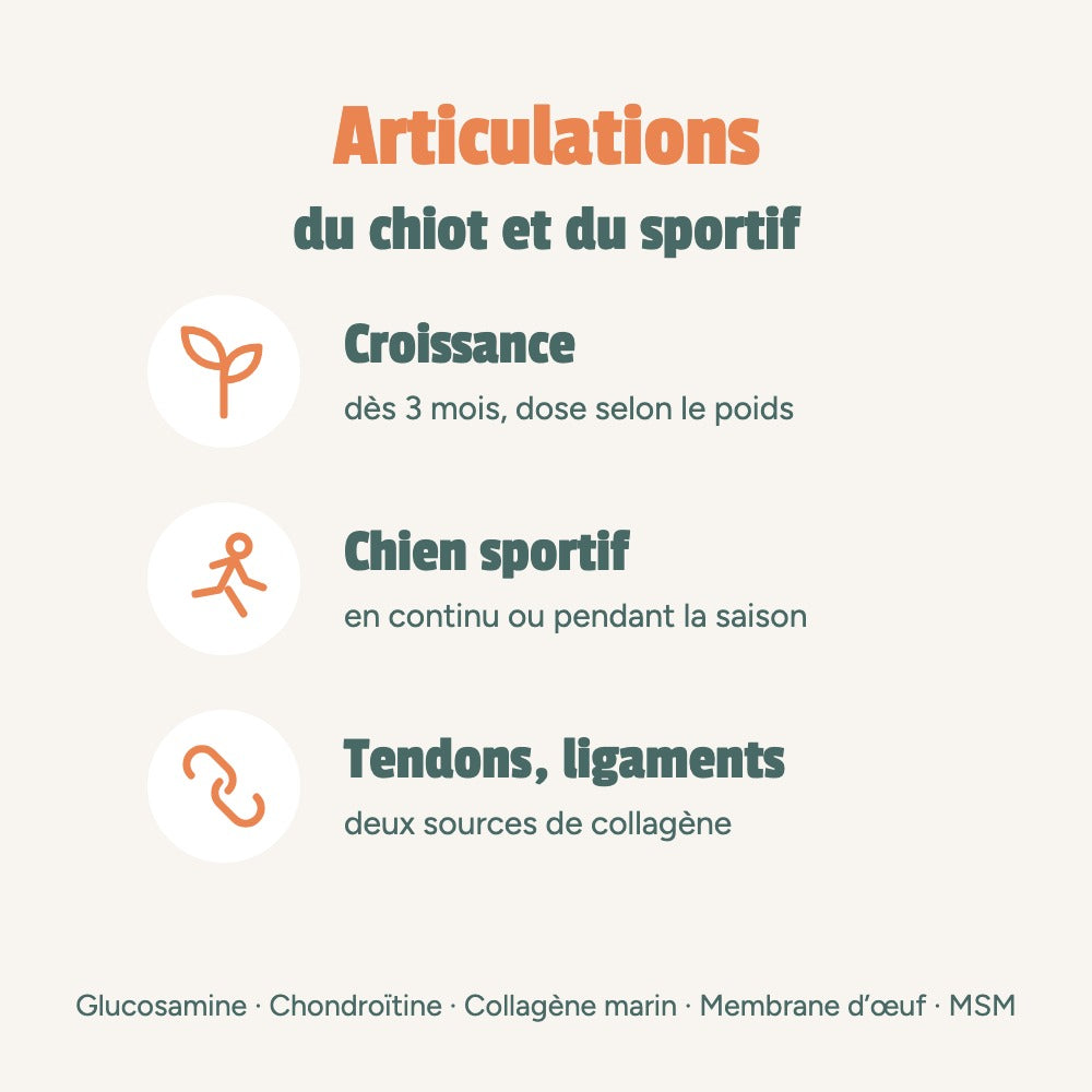Articulations du chiot et du chien sportif : croissance, chien sportif, tendons et ligaments