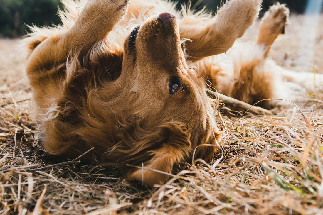 Chien couché sur le dos dans l'herbe sèche
