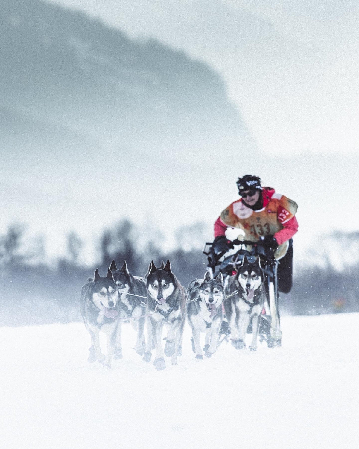 Valérie Maumon et son attelage de huskies en course dans la neige