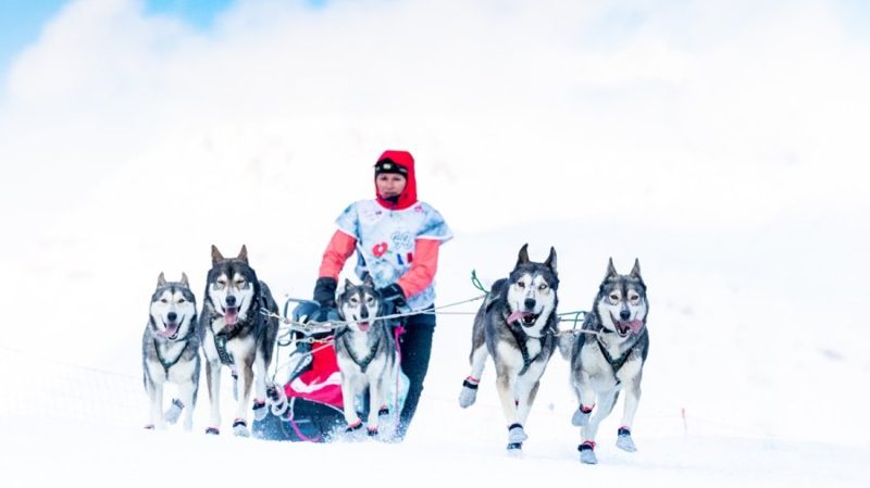 Valérie Maumon menant son attelage de huskies dans la neige