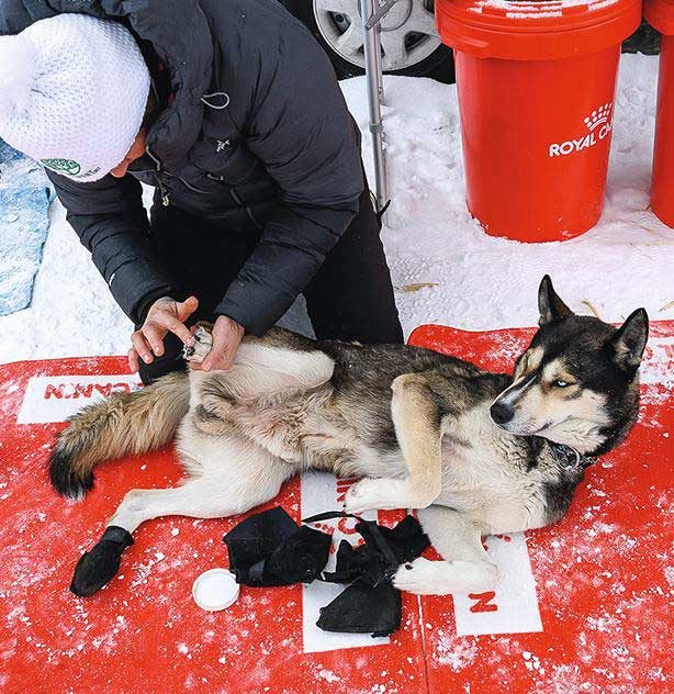 Valérie Maumon prend soin d'un de ses huskies, photo du portrait paru dans VSD